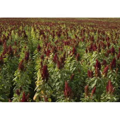 КИНЕЛЬСКИЙ 254