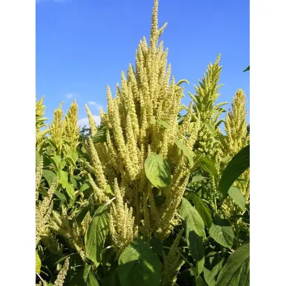 ВОРОНЕЖСКИЙ