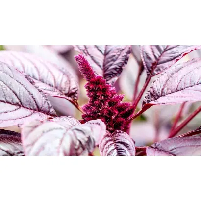 ДЮЙМОВОЧКА