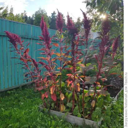 РУБИНОВЫЙ БУКЕТ