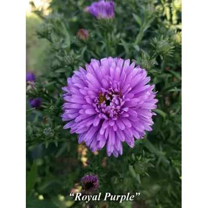 ЗВЕЗДА СТАВРОПОЛЬЯ