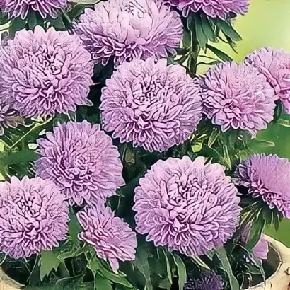 СЕРЕБРИСТАЯ