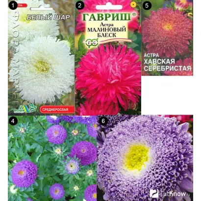 ХАВСКАЯ СЕРЕБРИСТАЯ