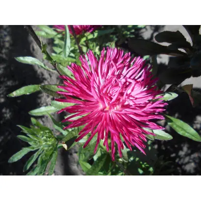 АССОЛЬ ВОРОНЕЖСКАЯ