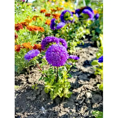 МАЛЫШКА БОРДЮРНАЯ