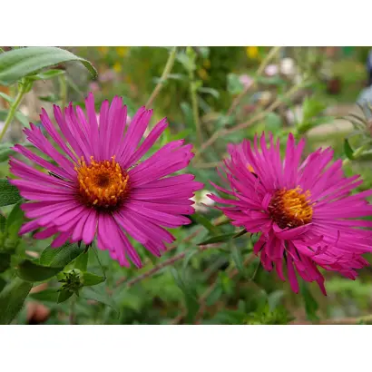 СЕНТЯБРИНА