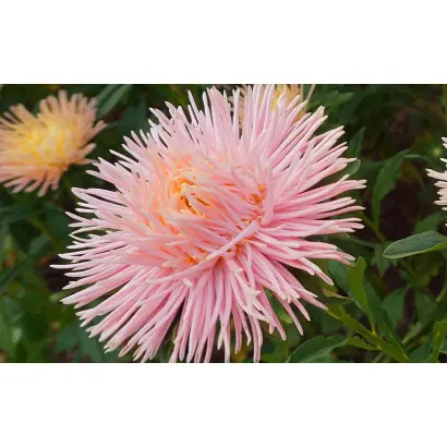 УТРЕННЯЯ ЗАРЯ