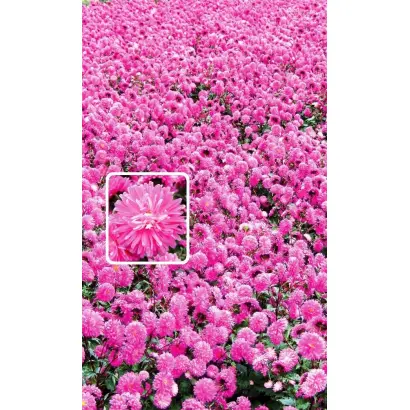 ХАВСКИЙ БУКЕТ