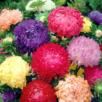 РУБИНОВЫЙ СОК