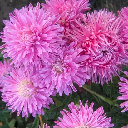 ГНОМ РОЗОВАЯ