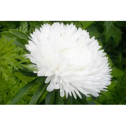 ВОЛОГОДСКИЕ КРУЖЕВА