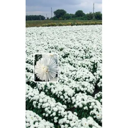 СНЕЖНЫЙ ЖЕМЧУГ