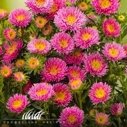 АРЛЕКИНО РОЗОВАЯ