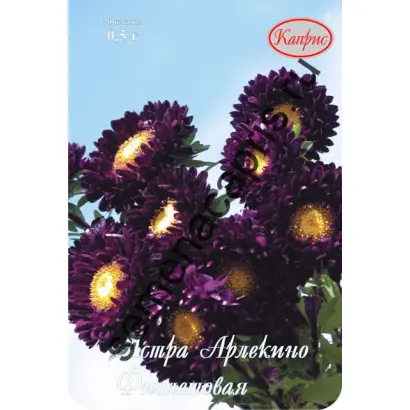 АРЛЕКИНО ФИОЛЕТОВАЯ С БЕЛЫМ