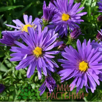 ГОЛУБАЯ ЛАГУНА