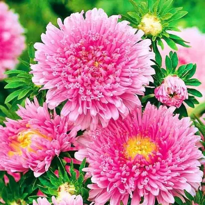 ХАВСКАЯ ЛОСОСЕВО-РОЗОВАЯ