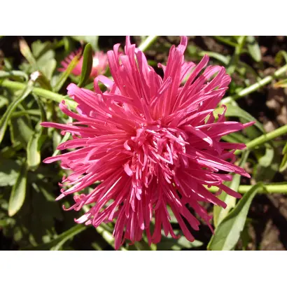 ХАВСКИЙ РУБИН