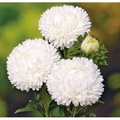 ЛЕДИ КОРАЛЛ БЕЛАЯ