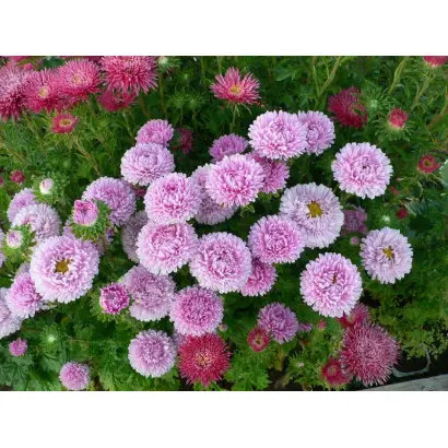 ЛЕДИ КОРАЛЛ ШАМОА