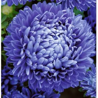 ЛЕДИ КОРАЛЛ ТЕМНО-СИНЯЯ