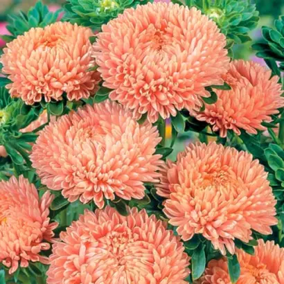 ЛЕДИ КОРАЛЛ ЛОСОСЕВАЯ