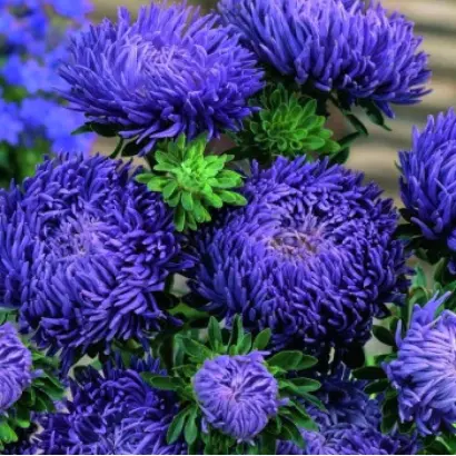 КАМЕЛОТ СИНИЙ