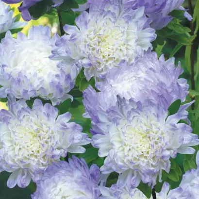 ГОЛУБОЙ ИНЕЙ