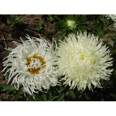 ХАВСКАЯ ЮБИЛЕЙНАЯ