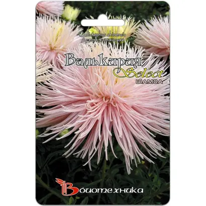 ВАЛЬКИРИЯ ШАМОА