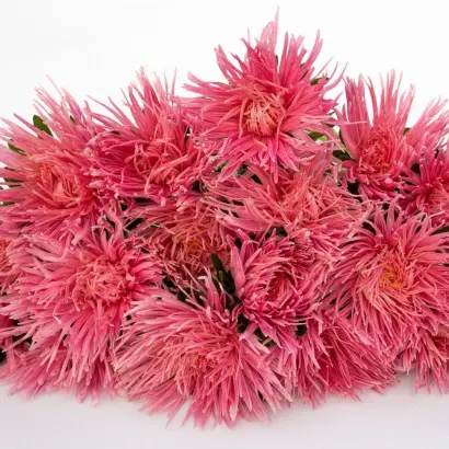 ВАЛЬКИРИЯ ЛОСОСЕВАЯ