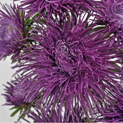 ВАЛЬКИРИЯ ЛИЛОВАЯ