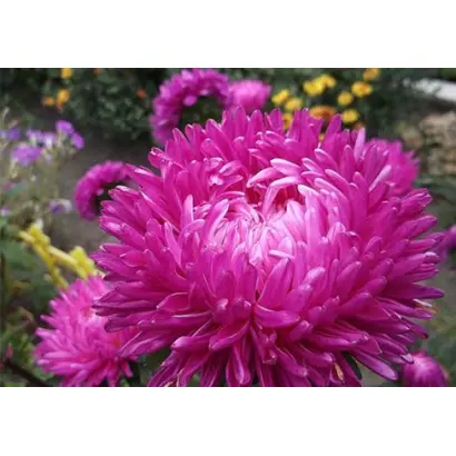 ТАНЕЧКИН БУКЕТ