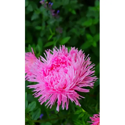 ТАТЬЯНИН ДЕНЬ