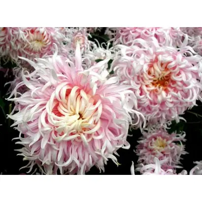 БЕГУЩАЯ ПО ВОЛНАМ