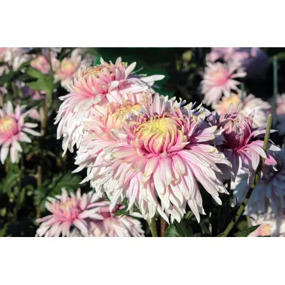 РАЗРИСОВАННАЯ ВУАЛЬ