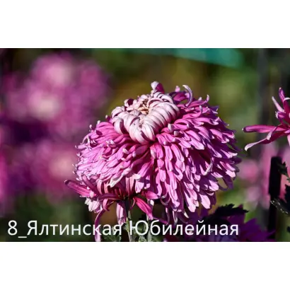 ЯЛТИНСКАЯ ЮБИЛЕЙНАЯ