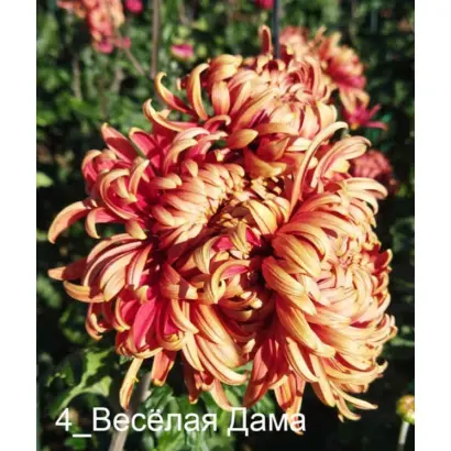 ВЕСЕЛАЯ ДАМА