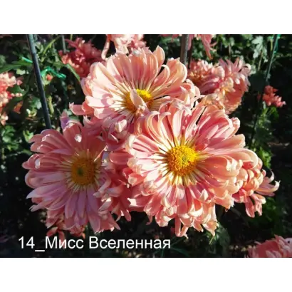 МИСС ВСЕЛЕННАЯ