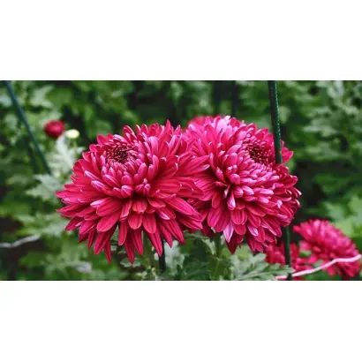 ВАСИЛИЙ ЛАНОВОЙ