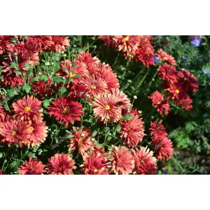 СЕВЕРНАЯ ПАЦИФИКА