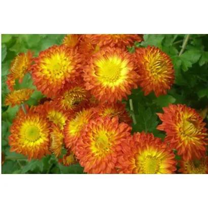 ПРОЩАЛЬНАЯ КРАСА