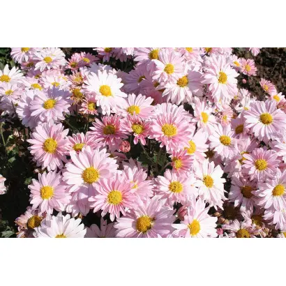 ФАРИДА КУДАШЕВА