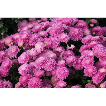 РОЗОВАЯ ФЕЯ