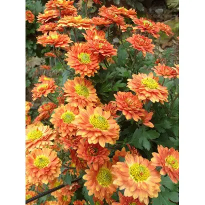 НИКИТСКАЯ ЮБИЛЕЙНАЯ