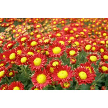 СУХОЦВЕТИК