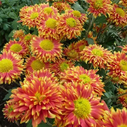 КАЛЕЙДОСКОП