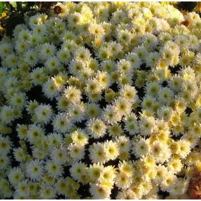 ЧУДНОЕ МГНОВЕНИЕ