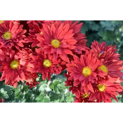 КРАСА ОСЕНИ