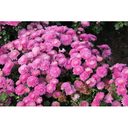 РОЗОВОЕ ИЗОБИЛИЕ