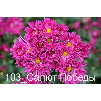 САЛЮТ ПОБЕДЫ